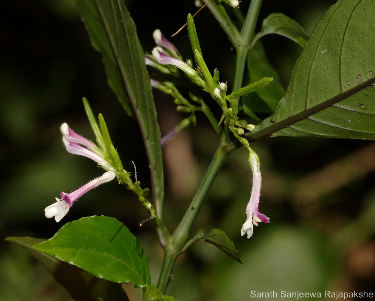 Gymnostachyum sanguinolentum (Nees) T.Anderson